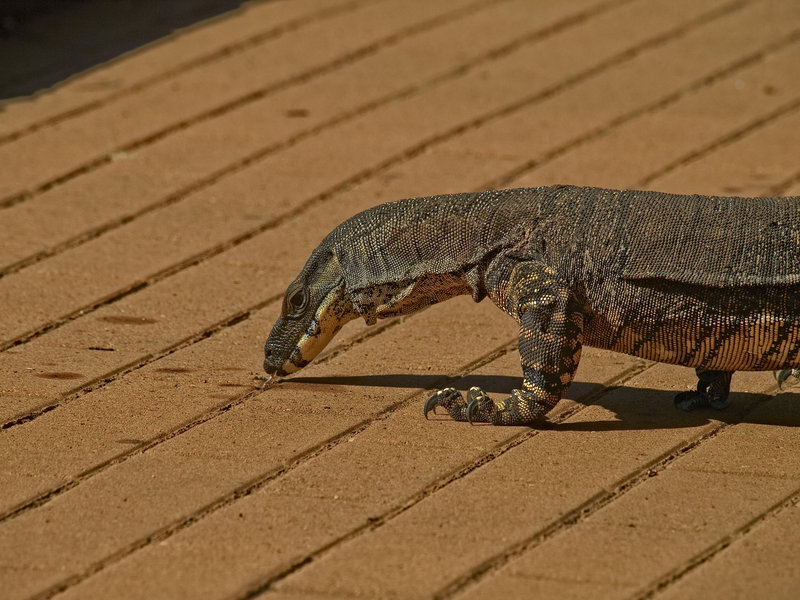 Goanna, Warrumbungle